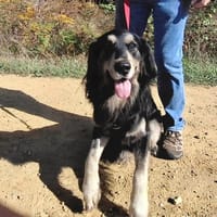 Rocky 2, chien à adopter