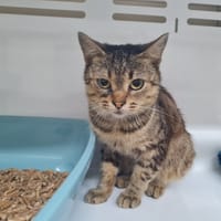 GRIZOU, chatte à adopter