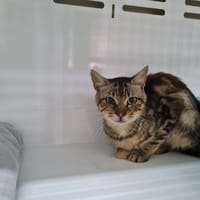 CALIN, chat à adopter