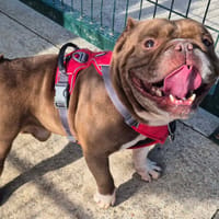 DEVIL QCN (j'ai trouvé ma famille), chien à adopter