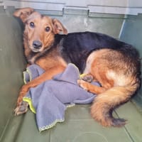 Alasia, chienne à adopter