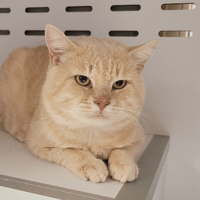 MACARON, chat à adopter