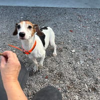 SIMBA, chien à adopter