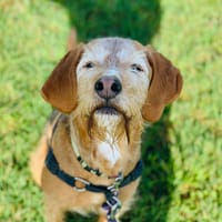 NOBEL, chien à adopter