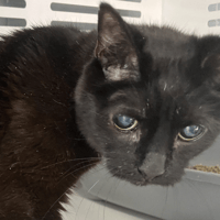 Papy, chat à adopter