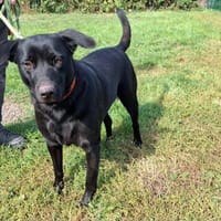 LIA (adoptée), chienne à adopter