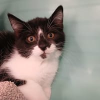 HAPPY, chat à adopter