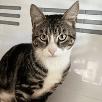 Simba, chat à adopter