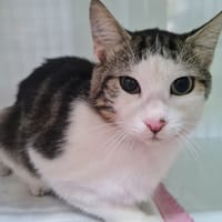 ZEPHYR, chat à adopter