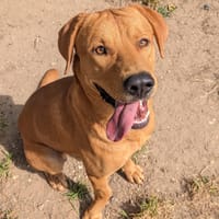 BALOU, chien à adopter