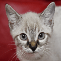 Bubble ( En cours d'adoption ), chat à adopter