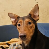 LATTE, chienne à adopter
