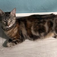 SIENNA, chatte à adopter