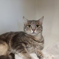 CARLA, chatte à adopter