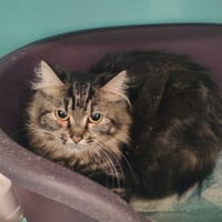 IRIMI, chatte à adopter