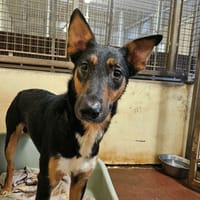 EXPRESSO, chien à adopter