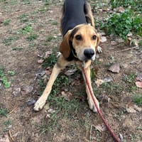 ALBI, chien à adopter