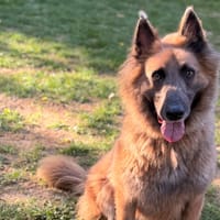 Teddy CAA16122, chien à adopter