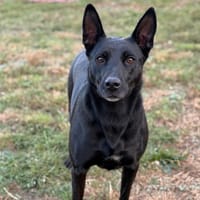 Serena CAA16121, chienne à adopter