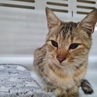 COOKIE, chatte à adopter