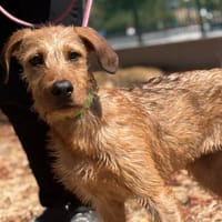 TED, chienne à adopter