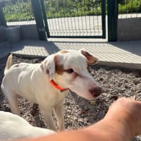 SPARROW, chien à adopter