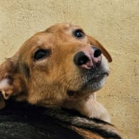 MOCHA, chienne à adopter