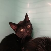 HOLY, chat à adopter