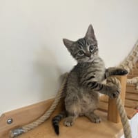 BN, chat à adopter