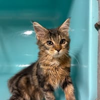 SARABI, chatte à adopter