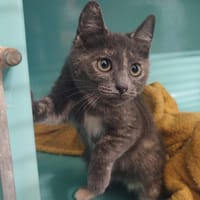 GALEA, chatte à adopter