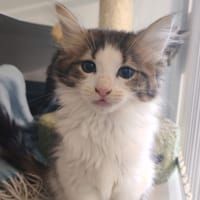 ECLIPSE, chatte à adopter