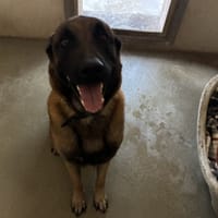 STORM, chien à adopter