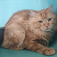 SETH, chat à adopter