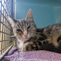 pistache, chatte à adopter