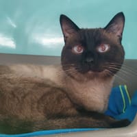 RAGNAR, chat à adopter