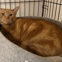 NUGGETS, chat à adopter