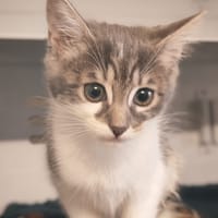 SONGE, chatte à adopter