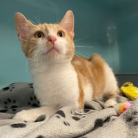 TIROUX réservé, chat à adopter