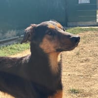 Blé, chien à adopter