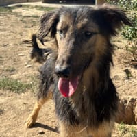 Epi, chien à adopter