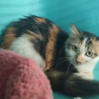 EMMETT, chatte à adopter