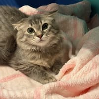 SCRAT, chat à adopter