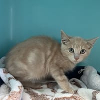 OLI, chat à adopter
