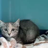SUMMER, chatte à adopter