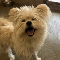 WOOKIE, chien à adopter