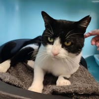 ARSENIC QCT, chat à adopter
