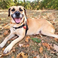 Lola, chienne à adopter