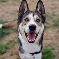 ROX, chien à adopter