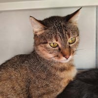 LACROIX QCT, chatte à adopter